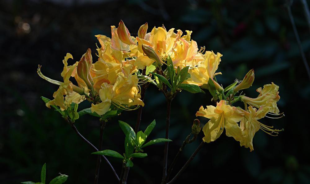 Photo of Azalea (Rhododendron 'Gibraltar') uploaded by marsrover