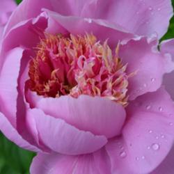 Location: Greenwood, MN
Date: 2016-05-30
It always rains on the day the peonies open.