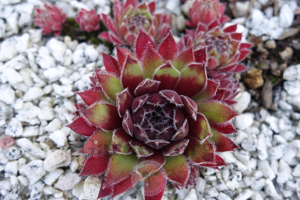 Photo of Hen and Chicks (Sempervivum 'Ambergreen') uploaded by springcolor