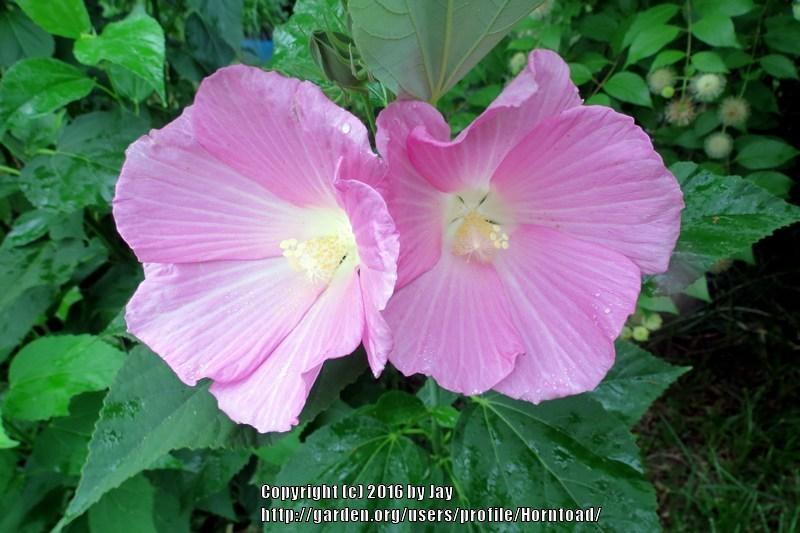 Photo of Hardy Hibiscus (Hibiscus moscheutos subsp. moscheutos) uploaded by Horntoad