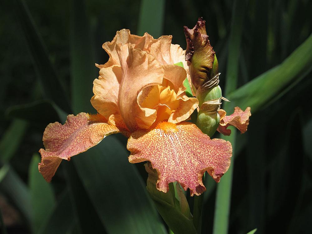 Photo of Tall Bearded Iris (Iris 'Tanzanian Tangerine') uploaded by Lestv