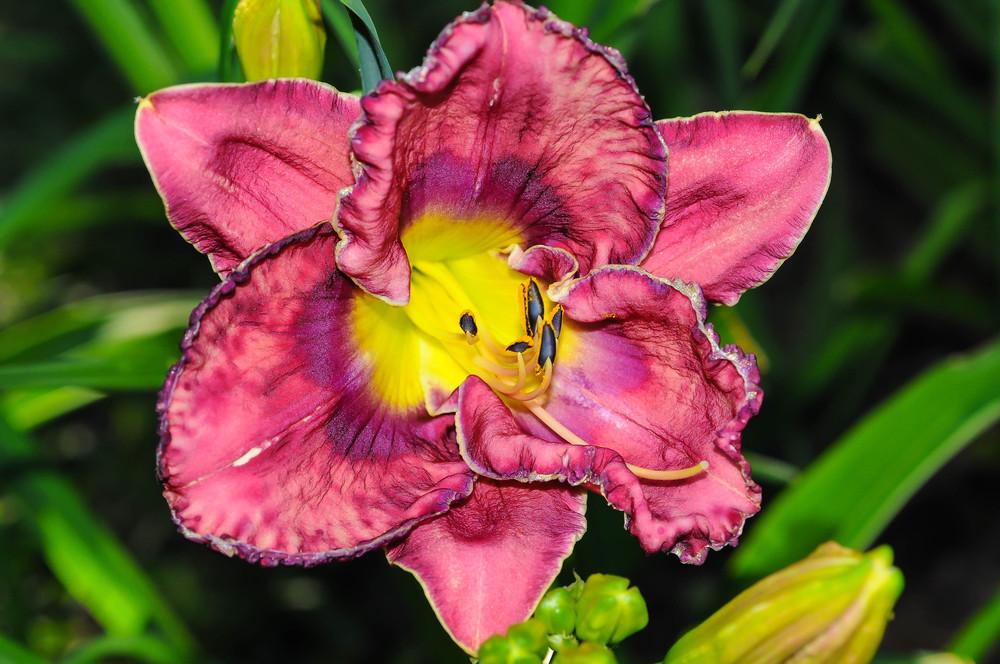 Photo of Daylily (Hemerocallis 'God Save the Queen') uploaded by Pat236