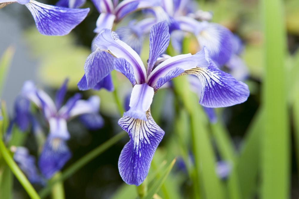 Photo of Species Iris (Iris versicolor) uploaded by cliftoncat