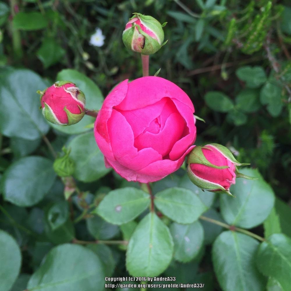Photo of Rose (Rosa 'Leonardo da Vinci') uploaded by AndreA33