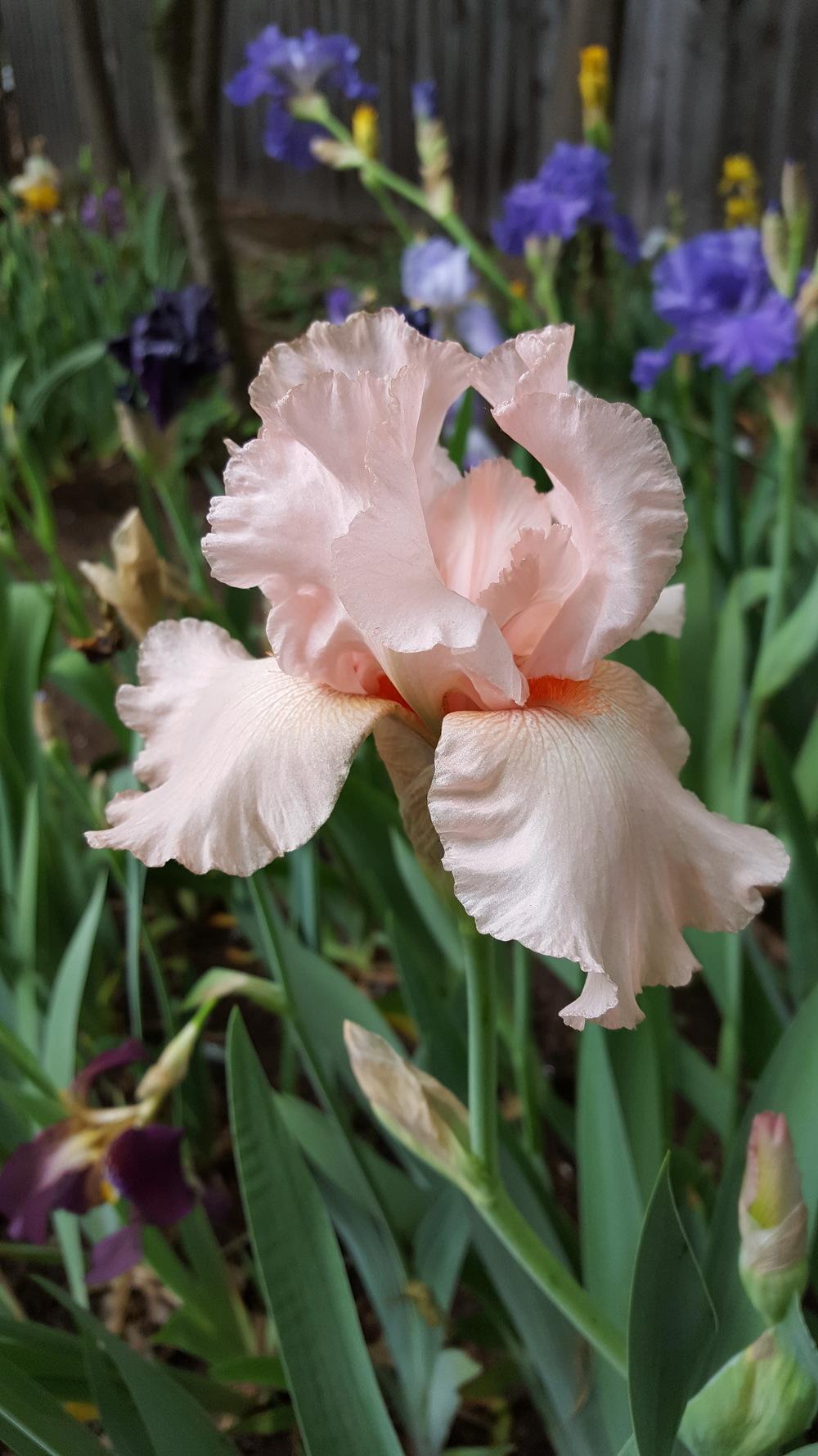 Photo of Tall Bearded Iris (Iris 'Blushing Kiss') uploaded by Dachsylady86