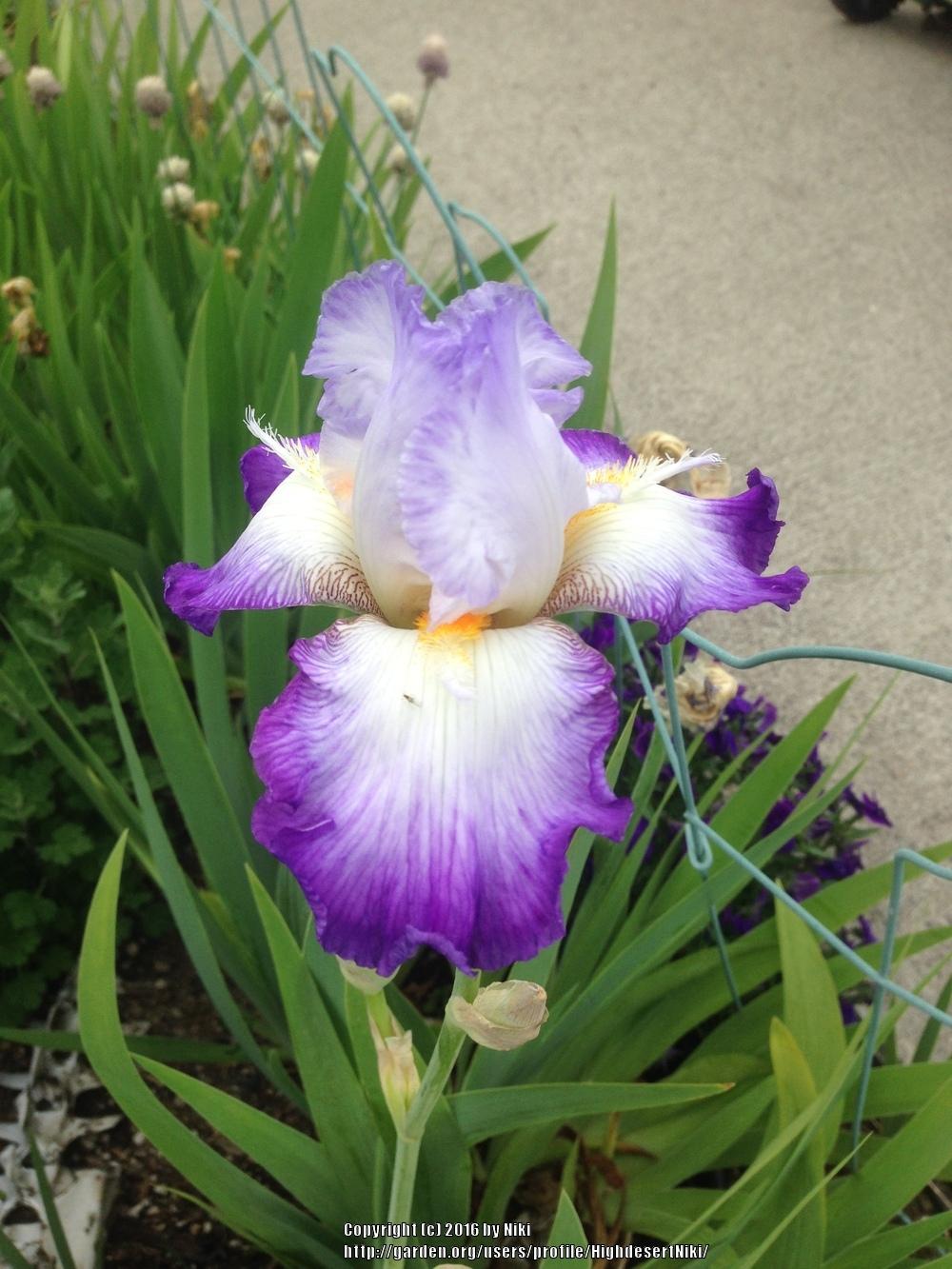 Photo of Tall Bearded Iris (Iris 'Conjuration') uploaded by HighdesertNiki