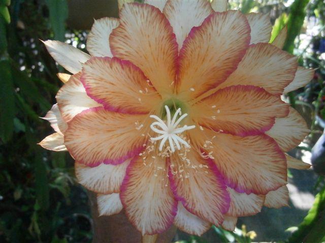 Photo of Hybrid Epiphyllum (Epiphyllum 'Letty May') uploaded by Hillsepicacti