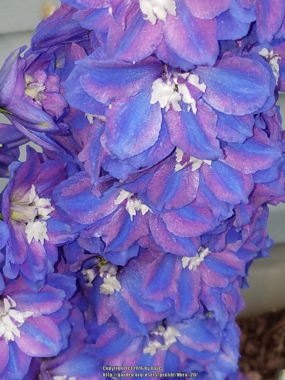 Photo of Larkspur (Delphinium elatum New Millennium™ Pagan Purples) uploaded by Nhra_20