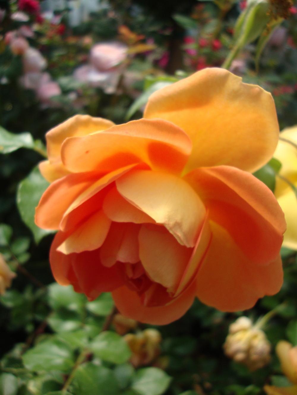Photo of English Shrub Rose (Rosa 'Pat Austin') uploaded by Paul2032