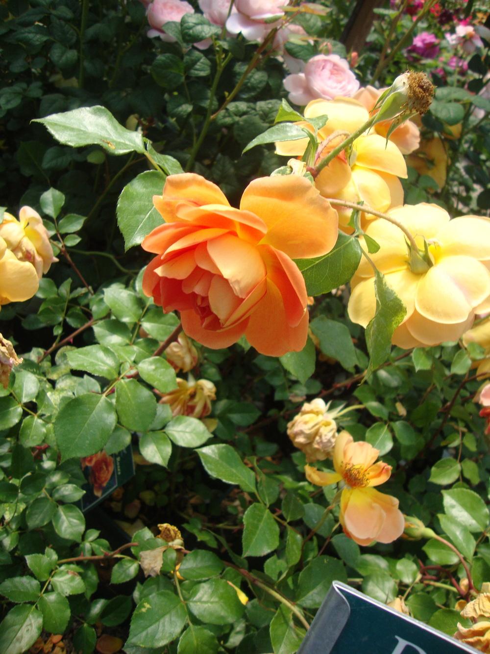 Photo of English Shrub Rose (Rosa 'Pat Austin') uploaded by Paul2032