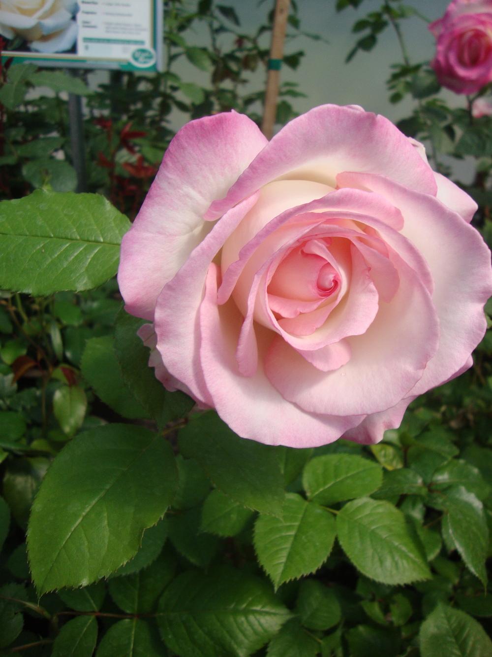 Photo of Rose (Rosa Moonstone™) uploaded by Paul2032