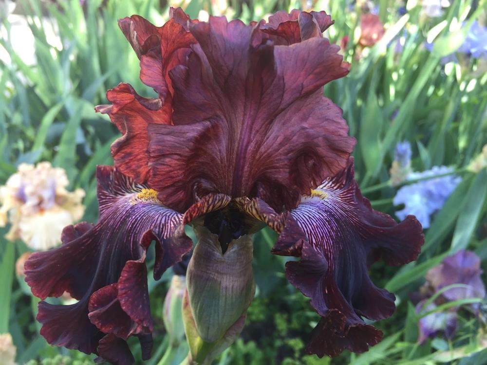 Photo of Tall Bearded Iris (Iris 'Dare Me') uploaded by SpringGreenThumb