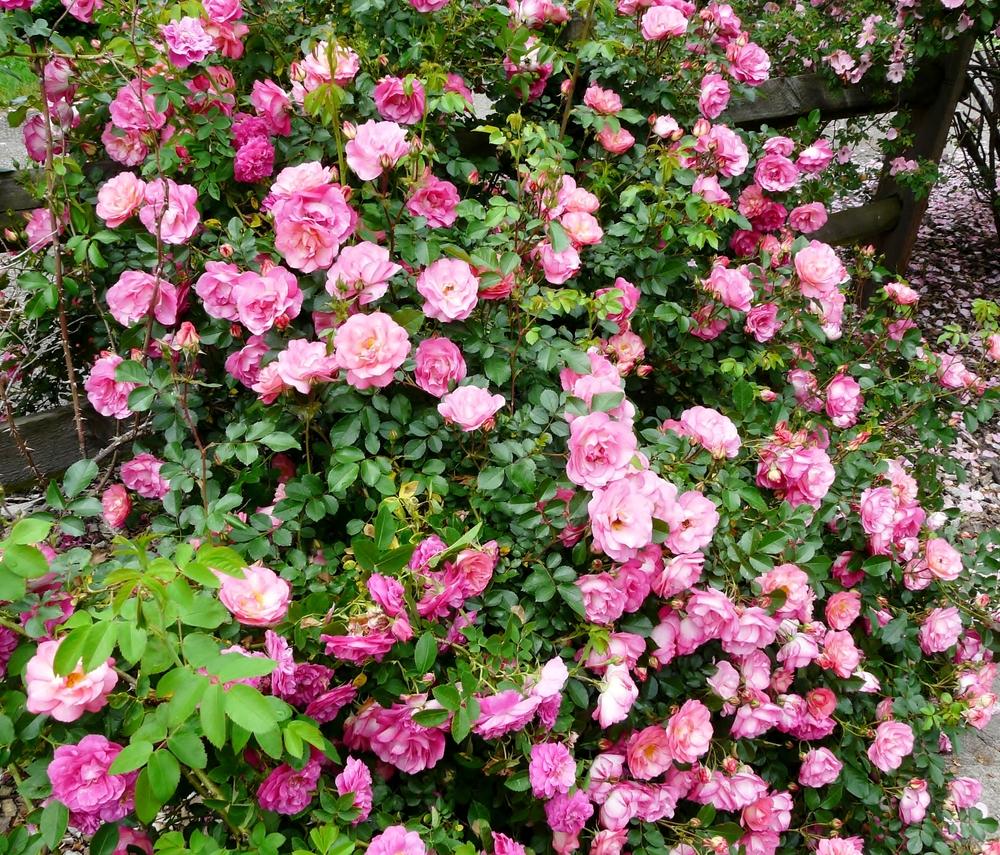 Photo of Rose (Rosa 'John Cabot') uploaded by cwhitt
