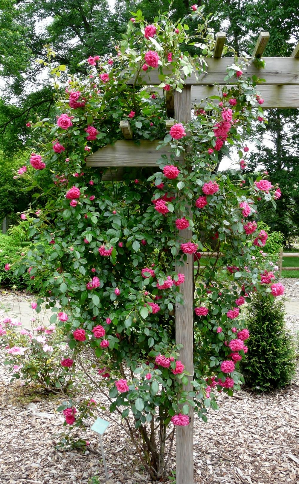 Photo of Rose (Rosa 'Laguna') uploaded by cwhitt