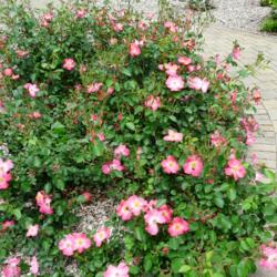 Location: Whetstone Park of Roses, Columbus OH USA
Date: 2016-05-29