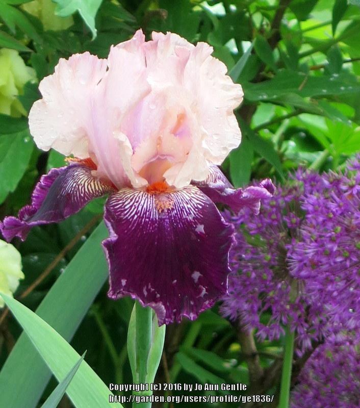 Photo of Tall Bearded Iris (Iris 'Wench') uploaded by ge1836