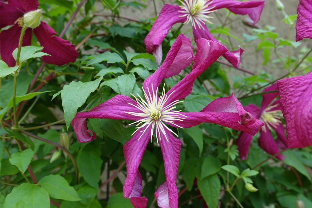 Photo of Clematis (Clematis viticella 'Madame Julia Correvon') uploaded by spikemom