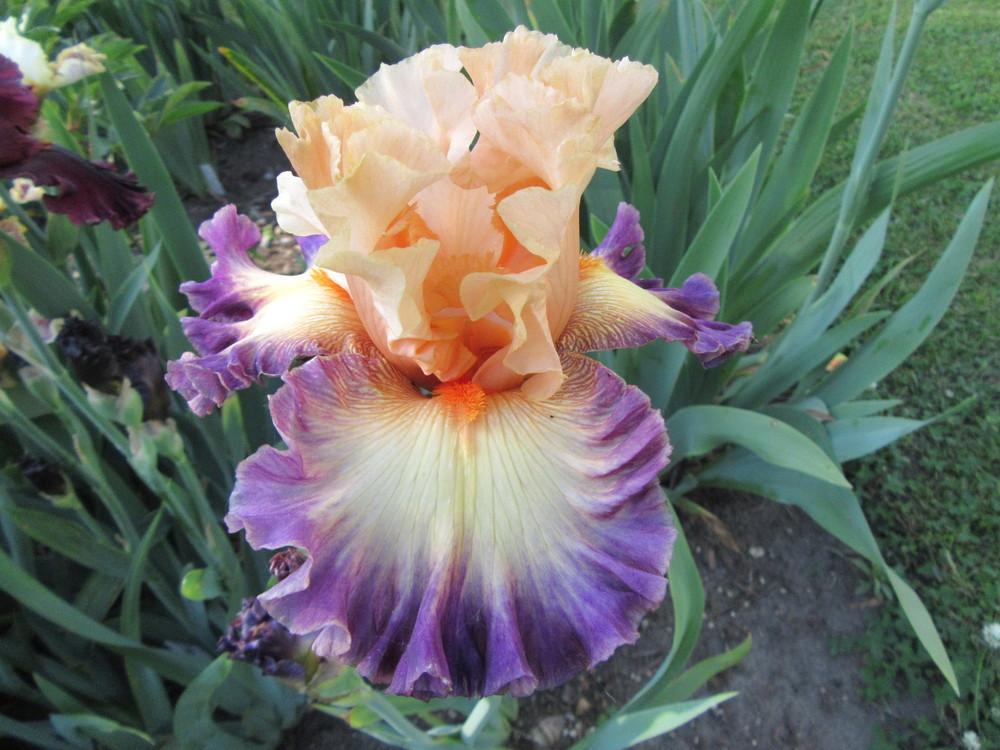 Photo of Tall Bearded Iris (Iris 'Celebratory') uploaded by tveguy3
