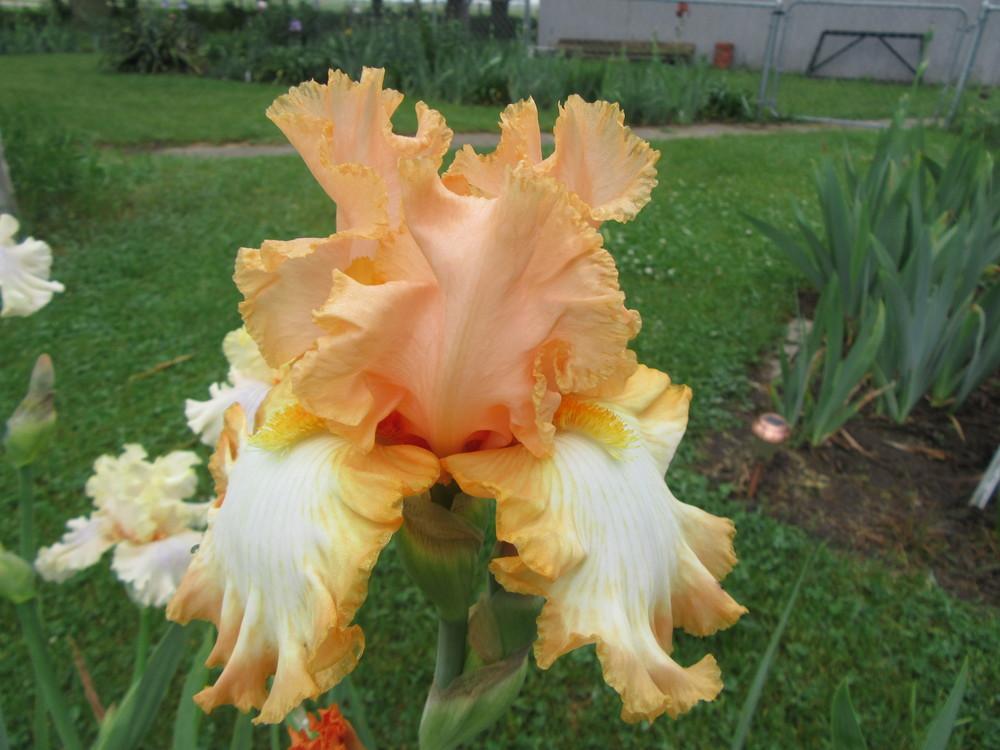 Photo of Tall Bearded Iris (Iris 'Barbara My Love') uploaded by tveguy3