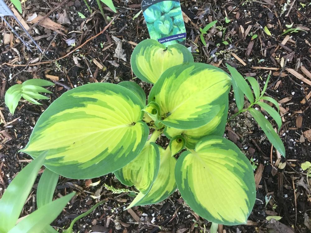 Photo of Hosta 'Great Expectations' uploaded by DebbieC