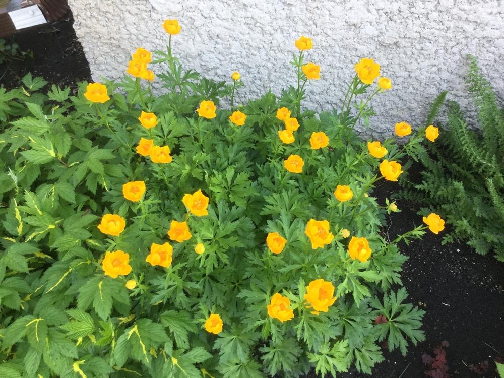 Photo of Chinese Globe Flower (Trollius chinensis 'Golden Queen') uploaded by DebbieC