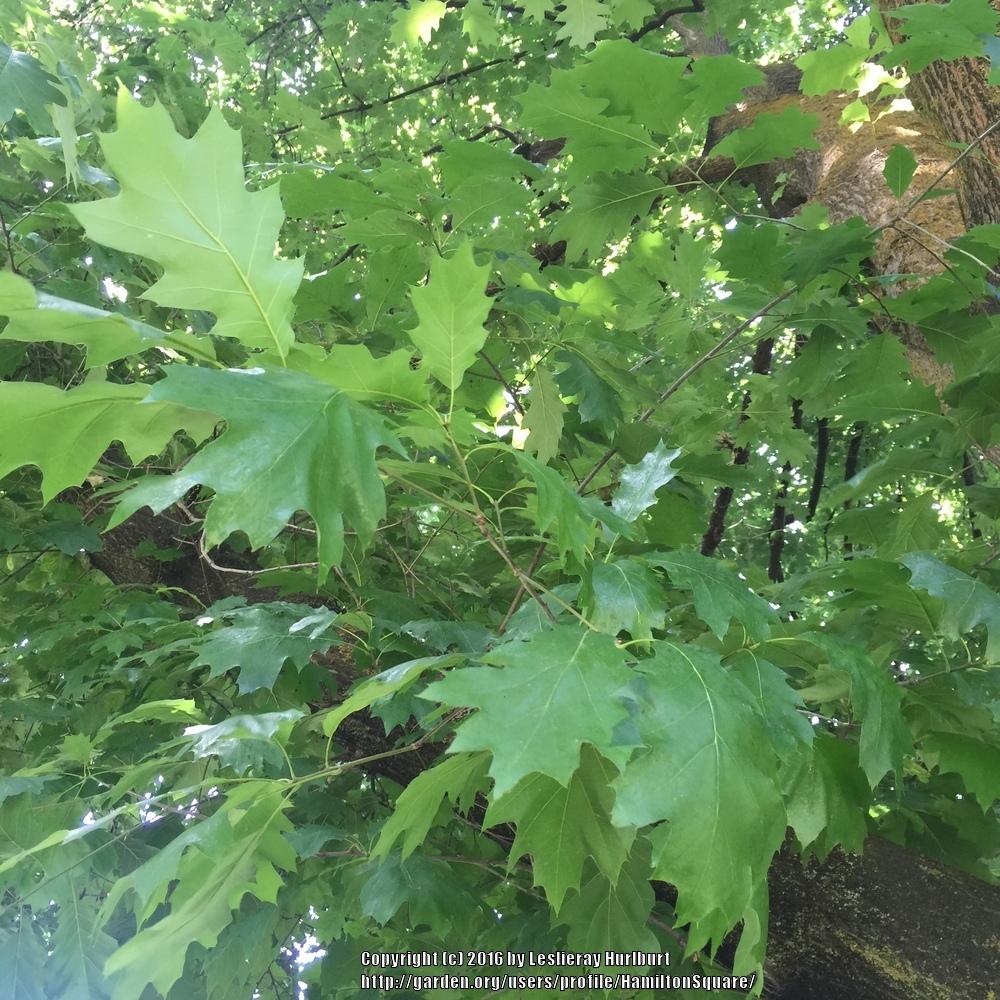 Photo of Northern Red Oak (Quercus rubra) uploaded by HamiltonSquare