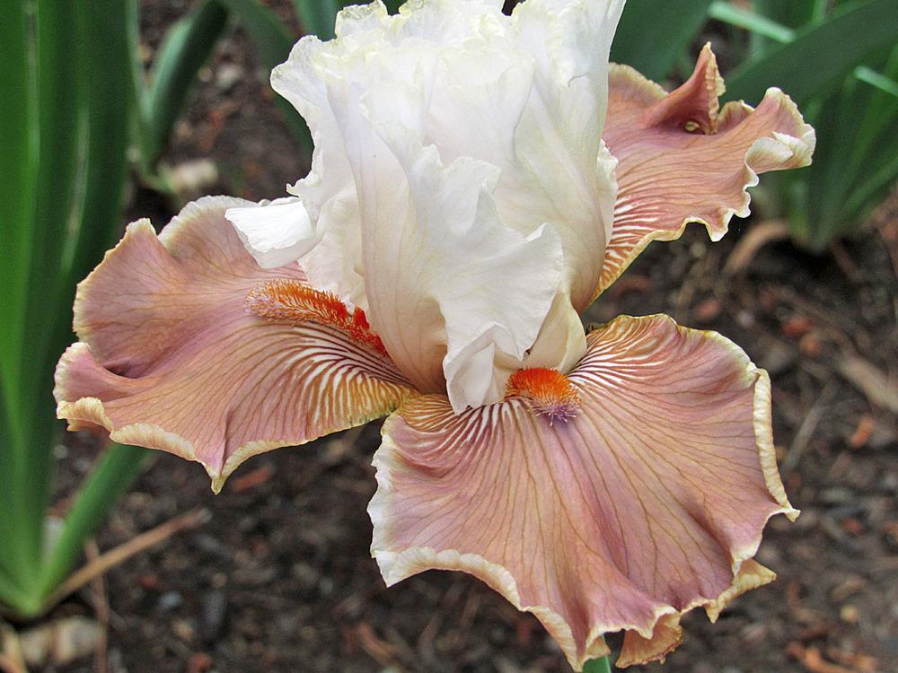 Photo of Tall Bearded Iris (Iris 'Coffee Whispers') uploaded by Lestv