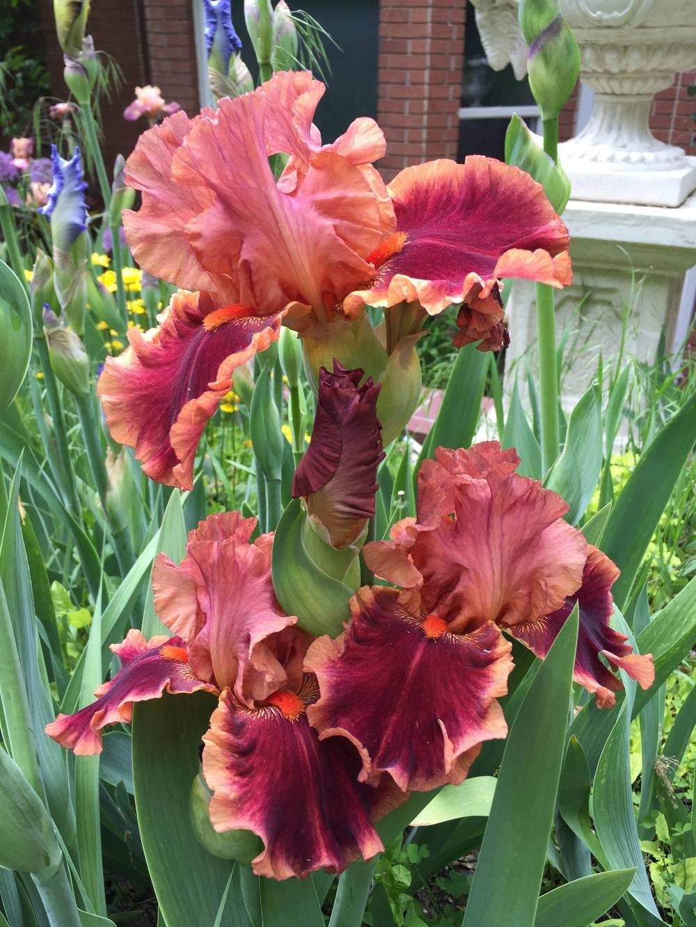 Photo of Tall Bearded Iris (Iris 'Drinks at Sunset') uploaded by SpringGreenThumb