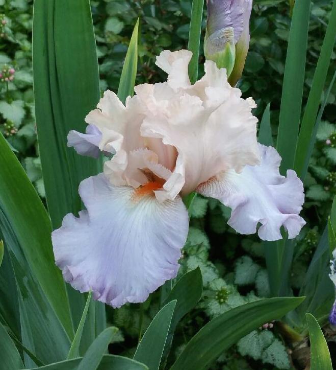 Photo of Tall Bearded Iris (Iris 'Blush of Pink') uploaded by mandolls