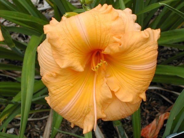 Photo of Daylily (Hemerocallis 'Orange Velvet') uploaded by McCama1820