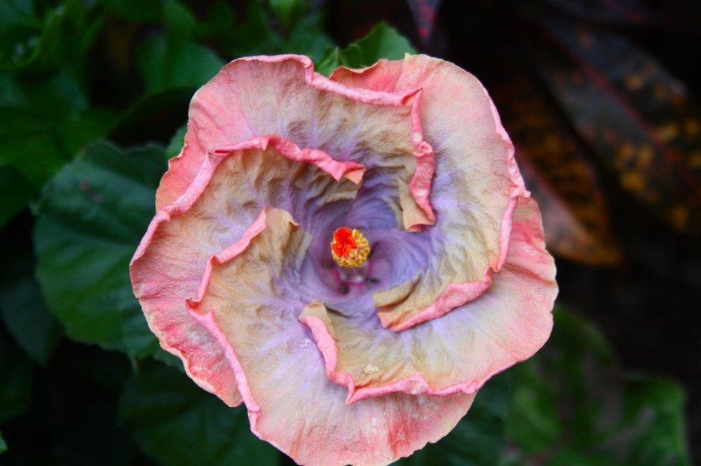 Photo of Tropical Hibiscus (Hibiscus rosa-sinensis 'Creole Lady') uploaded by ScotTi