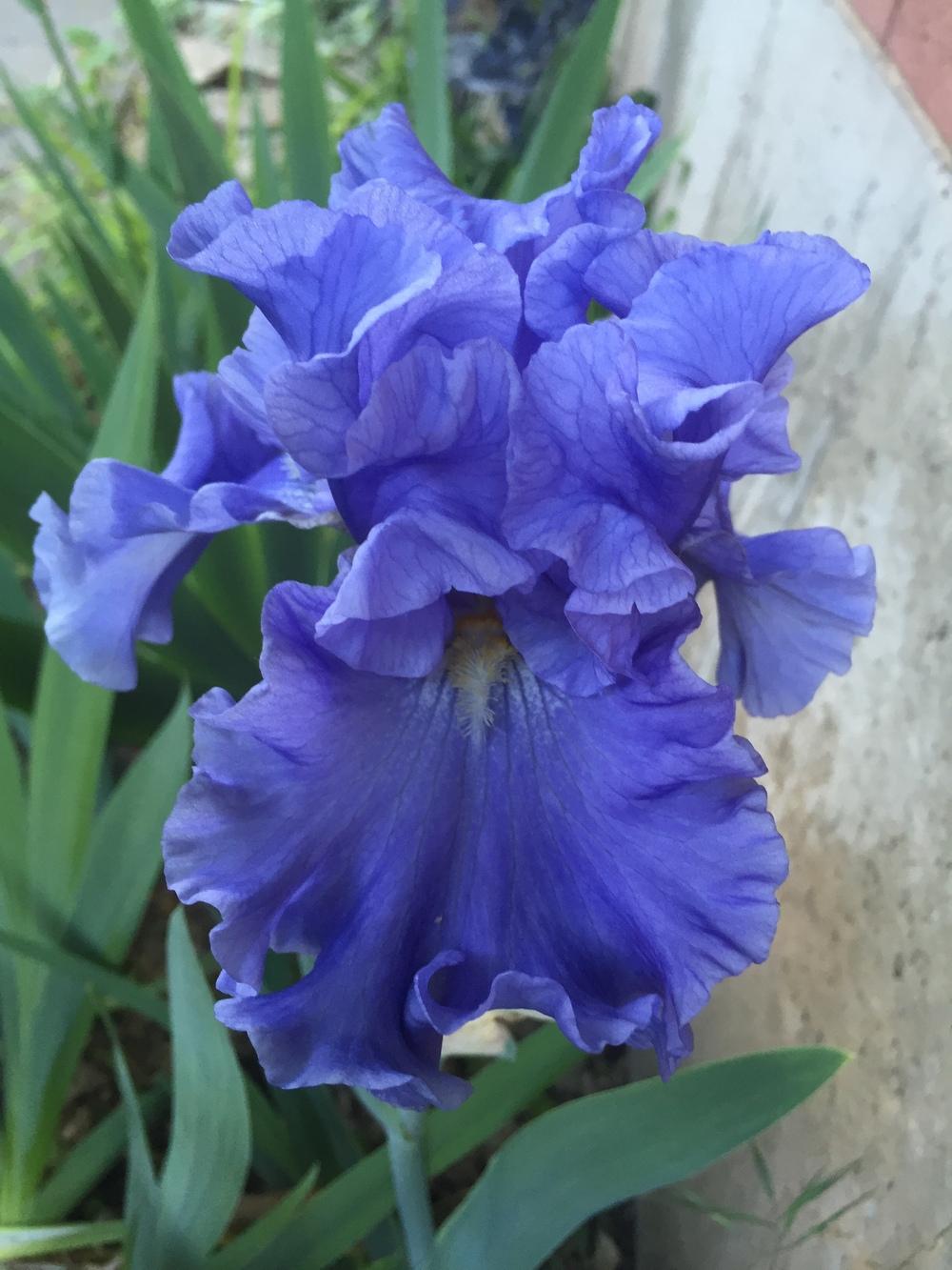 Photo of Tall Bearded Iris (Iris 'Merchant Marine') uploaded by SpringGreenThumb