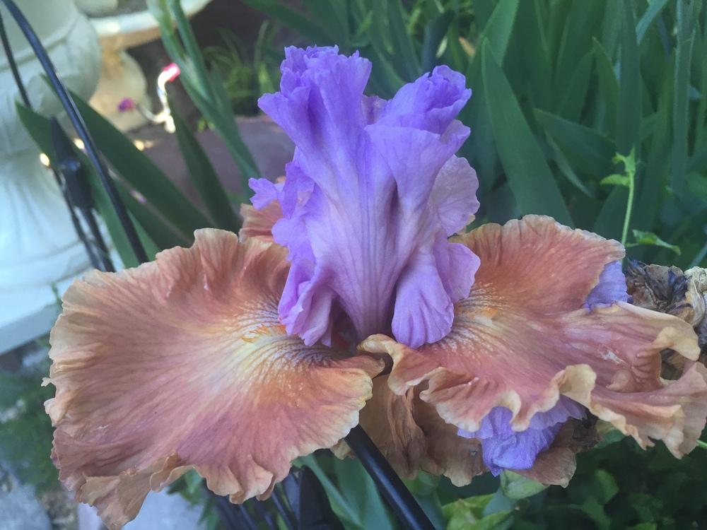 Photo of Tall Bearded Iris (Iris 'Adoree') uploaded by SpringGreenThumb