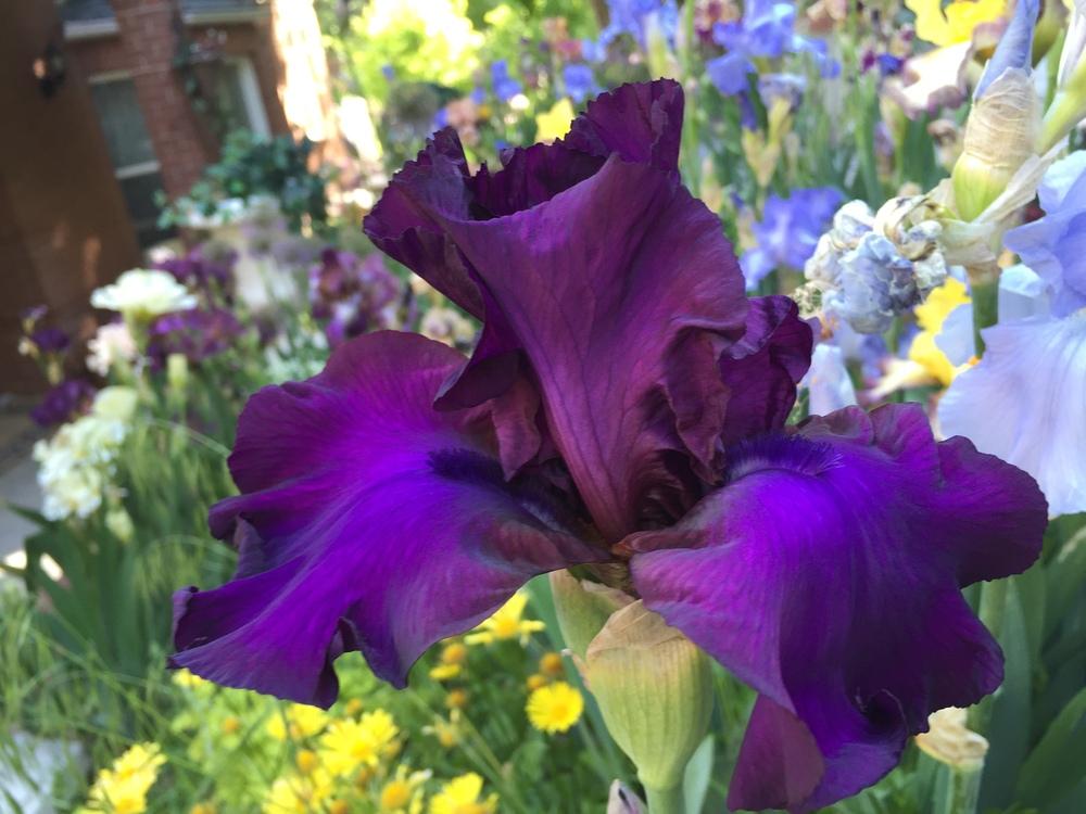Photo of Tall Bearded Iris (Iris 'Gypsy Romance') uploaded by SpringGreenThumb