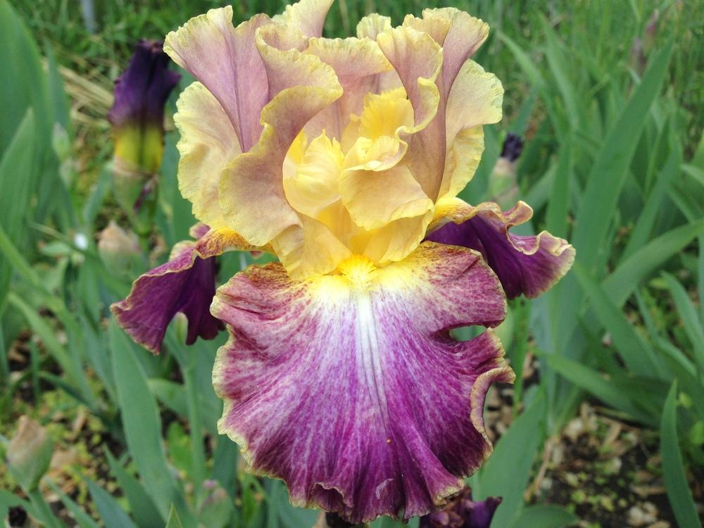 Photo of Tall Bearded Iris (Iris 'High Master') uploaded by SpringGreenThumb
