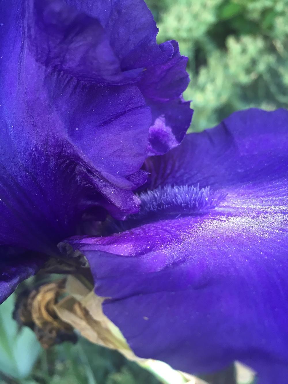 Photo of Tall Bearded Iris (Iris 'Dusky Challenger') uploaded by SpringGreenThumb