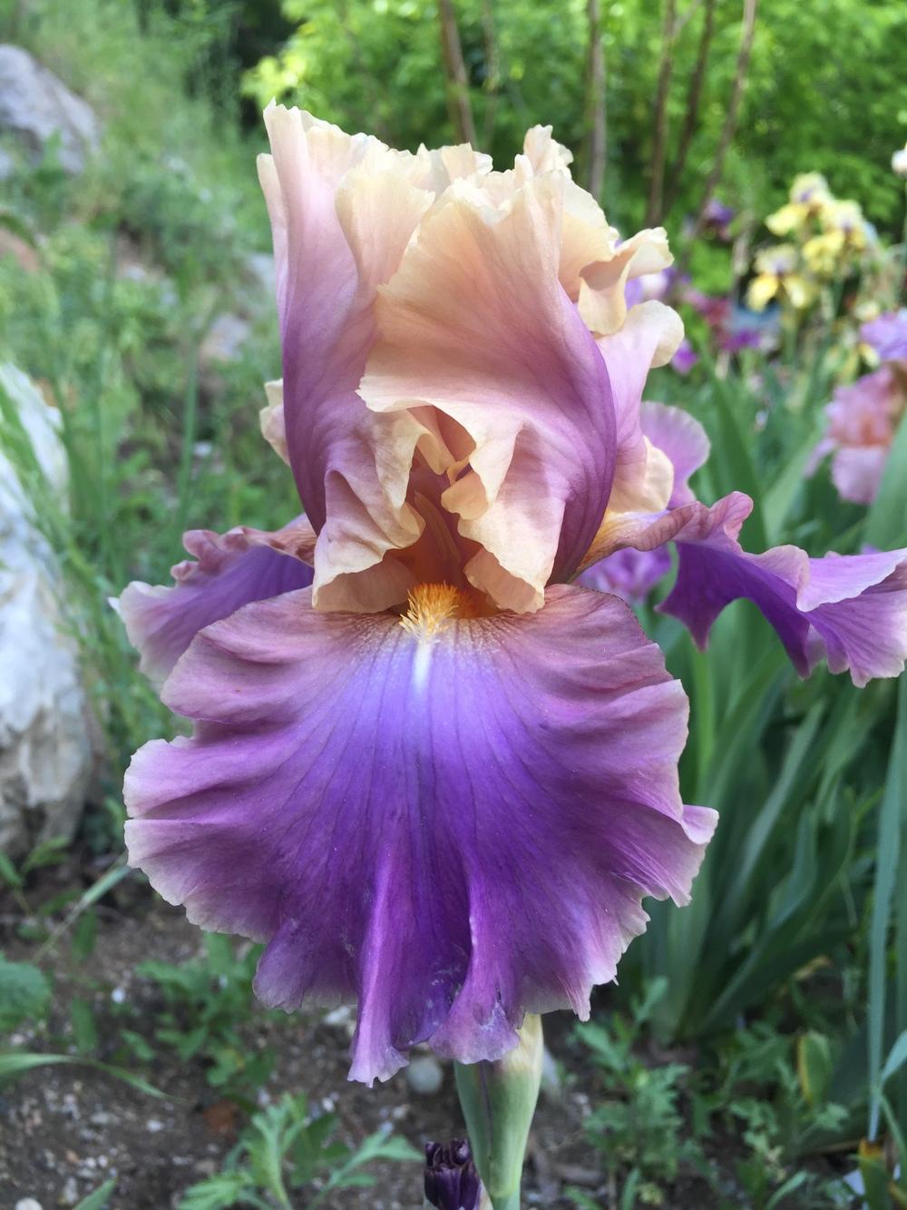 Photo of Tall Bearded Iris (Iris 'Chasing Rainbows') uploaded by SpringGreenThumb