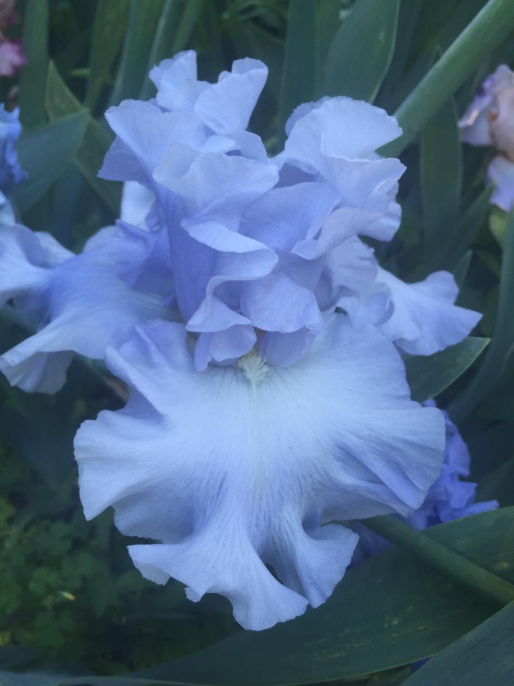 Photo of Tall Bearded Iris (Iris 'Whitewater Rapids') uploaded by SpringGreenThumb