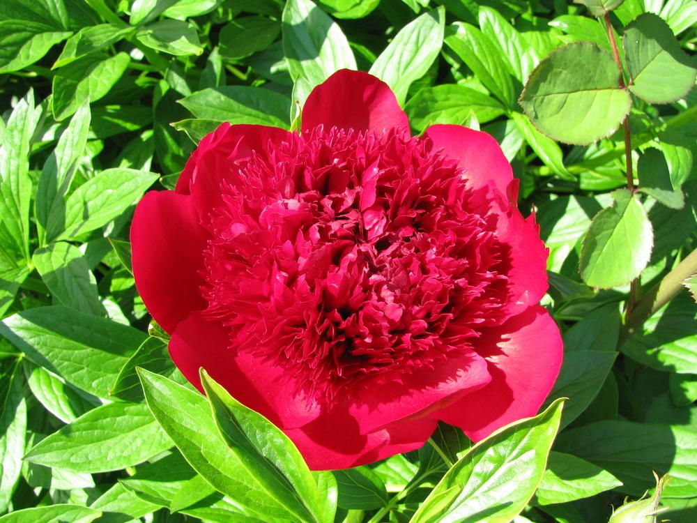 Photo of Peony (Paeonia 'Red Charm') uploaded by kousa