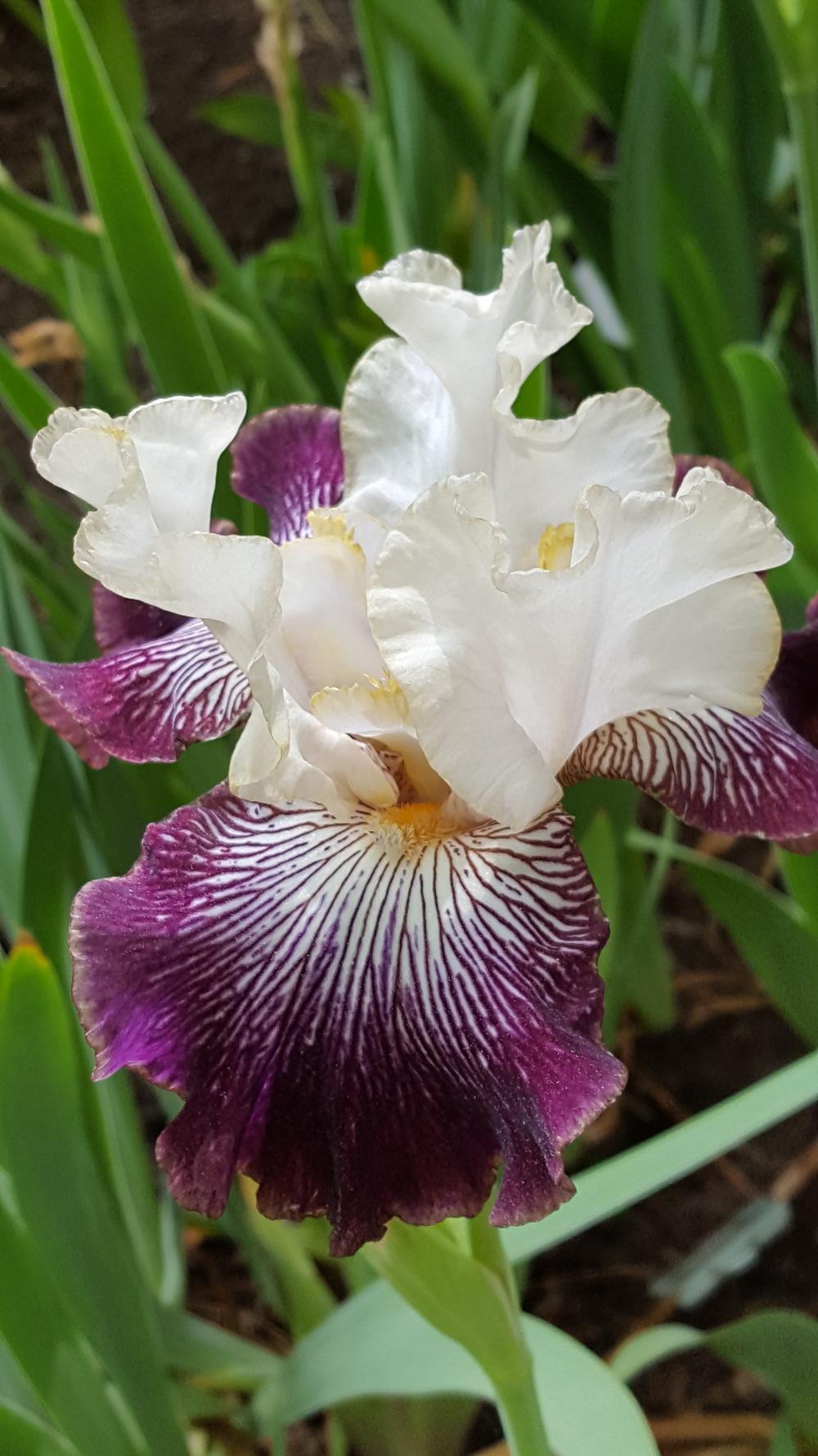 Photo of Tall Bearded Iris (Iris 'Samba Queen') uploaded by Dachsylady86