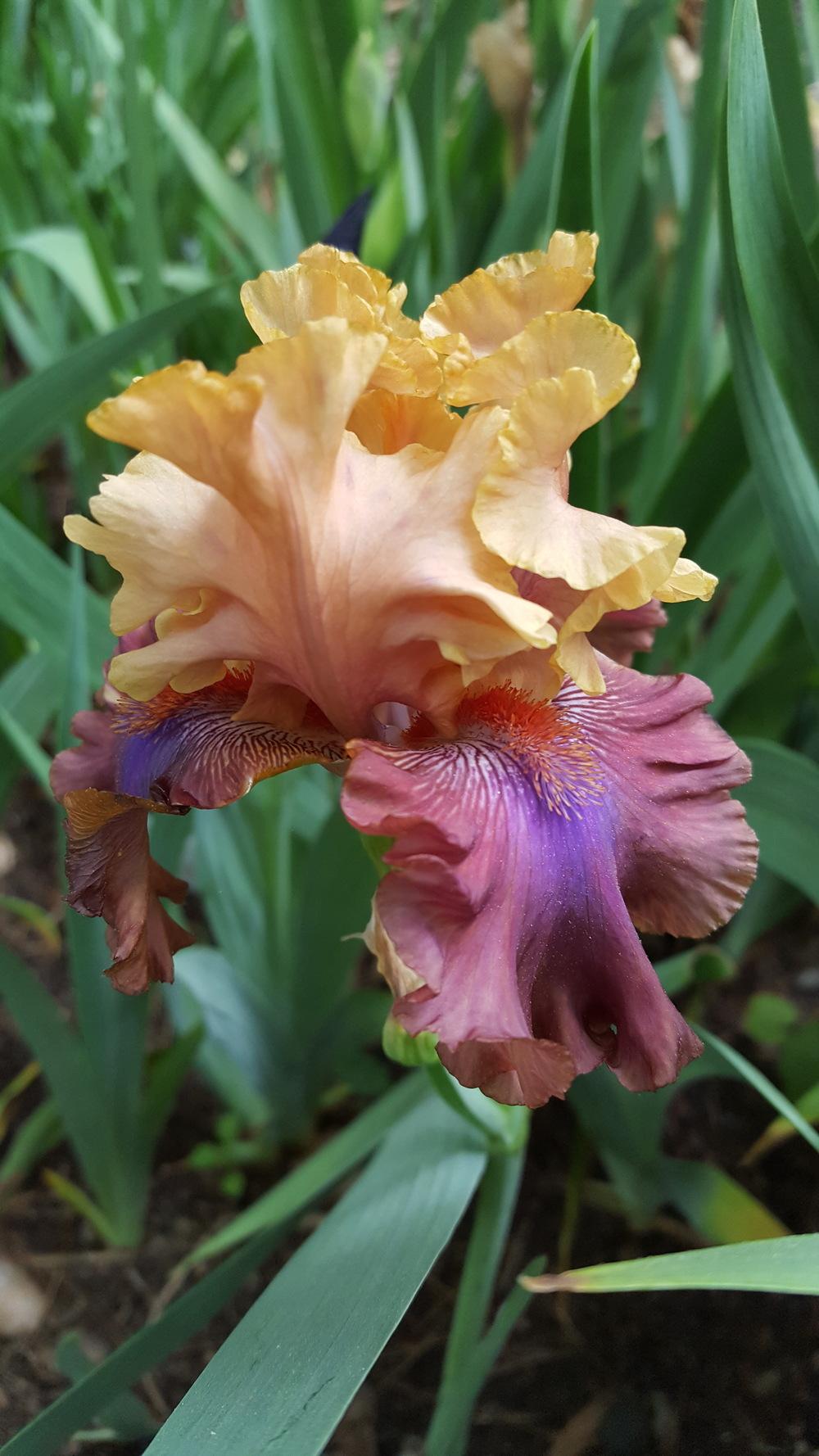 Photo of Tall Bearded Iris (Iris 'Show Your Colours') uploaded by Dachsylady86