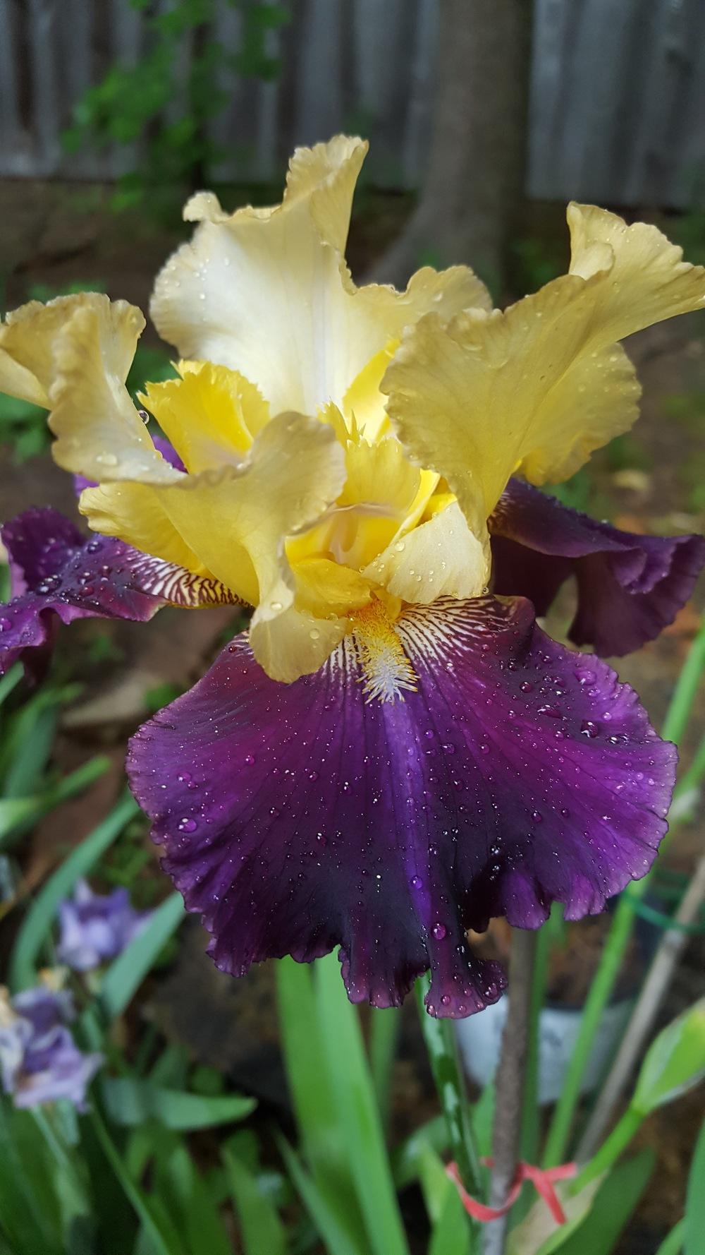 Photo of Tall Bearded Iris (Iris 'Jamaican Dream') uploaded by Dachsylady86