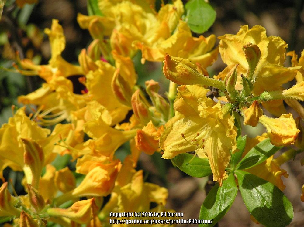 Photo of Deciduous Azalea (Rhododendron 'Golden Lights') uploaded by EdBurton