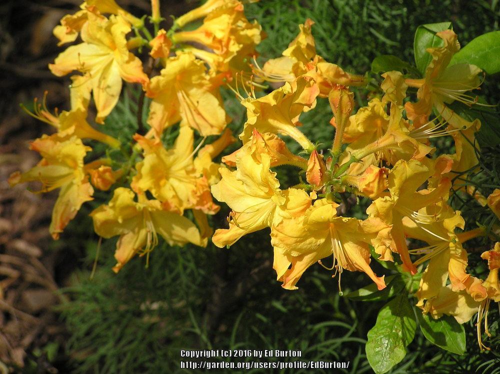 Photo of Deciduous Azalea (Rhododendron 'Golden Lights') uploaded by EdBurton