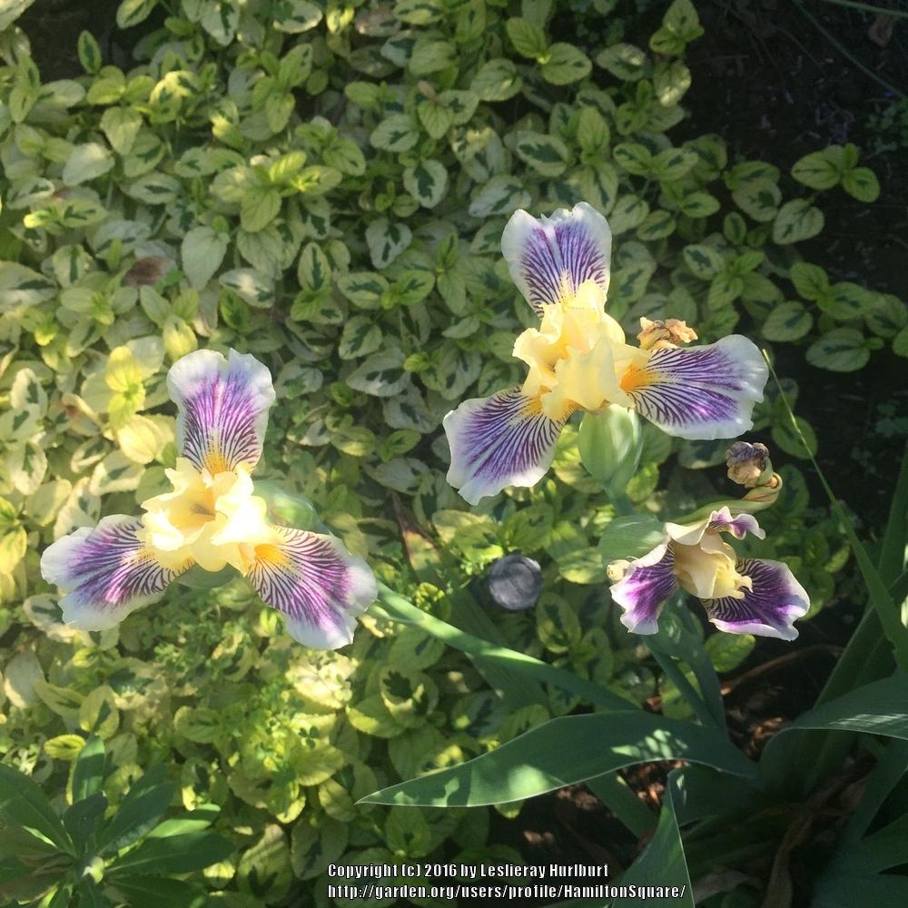 Photo of Miniature Tall Bearded Iris (Iris 'Plum Quirky') uploaded by HamiltonSquare