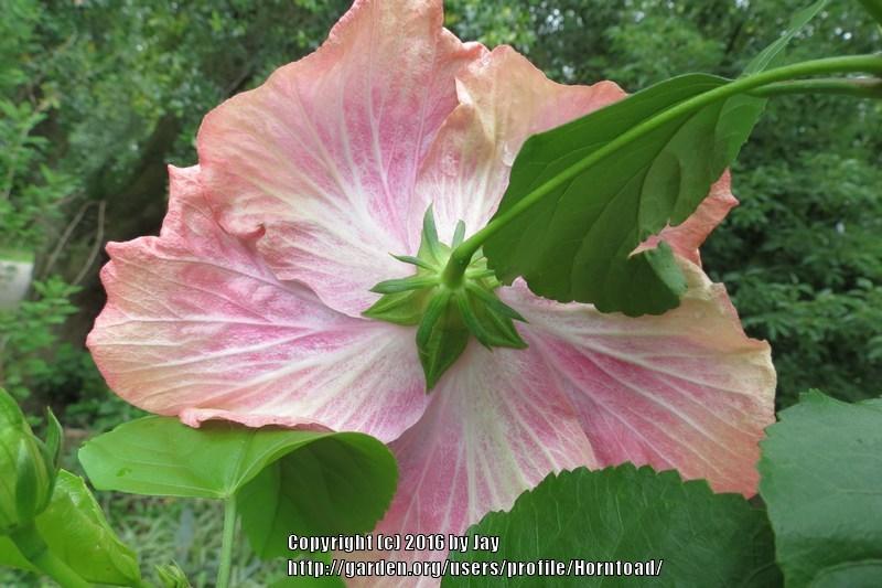 Photo of Tropical Hibiscus (Hibiscus rosa-sinensis 'Creole Lady') uploaded by Horntoad