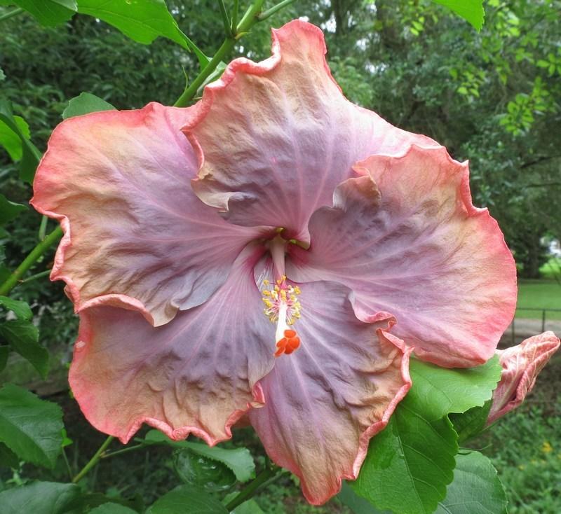 Photo of Tropical Hibiscus (Hibiscus rosa-sinensis 'Creole Lady') uploaded by Horntoad