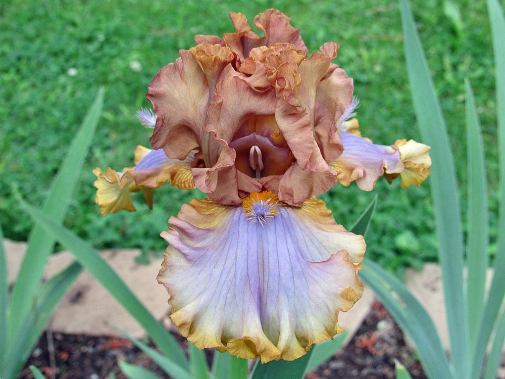 Photo of Tall Bearded Iris (Iris 'Zlatovláska') uploaded by Lestv