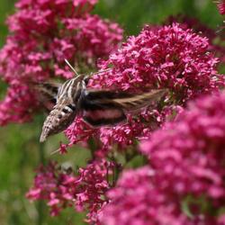 Location: My Garden, Utah
Date: 2016-06-04
w/Hyles lineata #Pollination