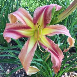 Location: My garden in Warrenville, SC
Date: 2016-06-02
Every bloom has been perfect